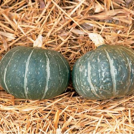 Cha-Cha Kabocha (تشا-تشا كابوتشا)