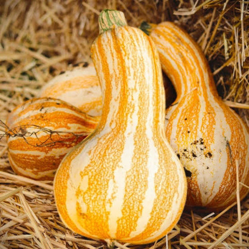 Cushaw Orange (كوشو برتقالي)