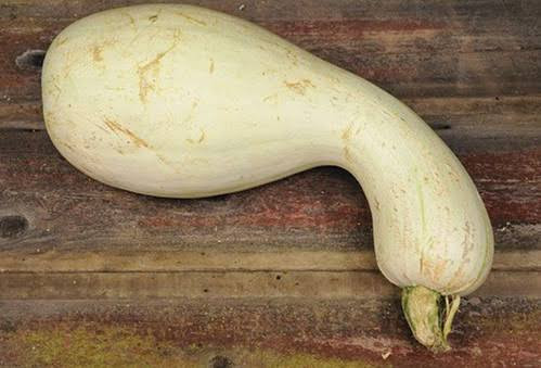 Cushaw White (كوشو  أبيض)