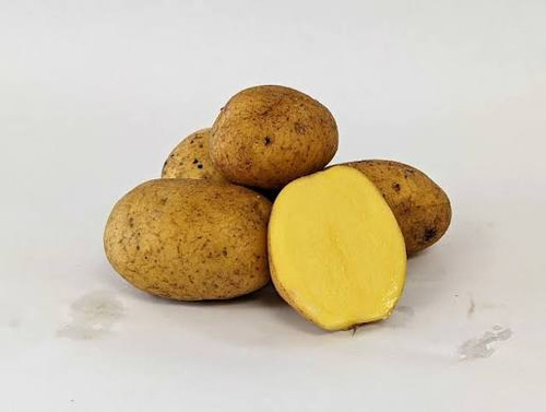 German Butterball (جرمن)