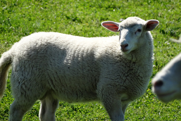 Lamb Qurbani