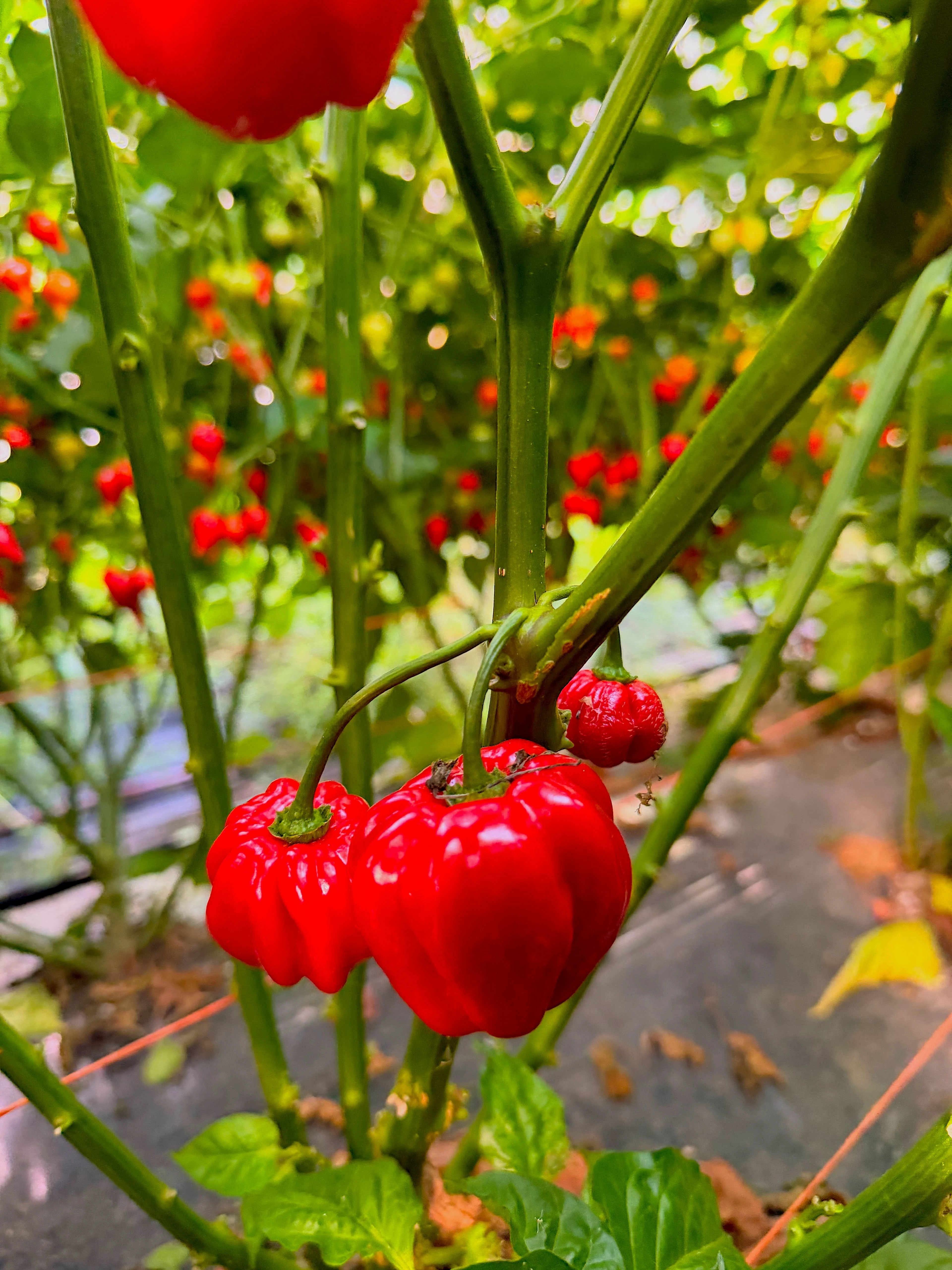 Peppers