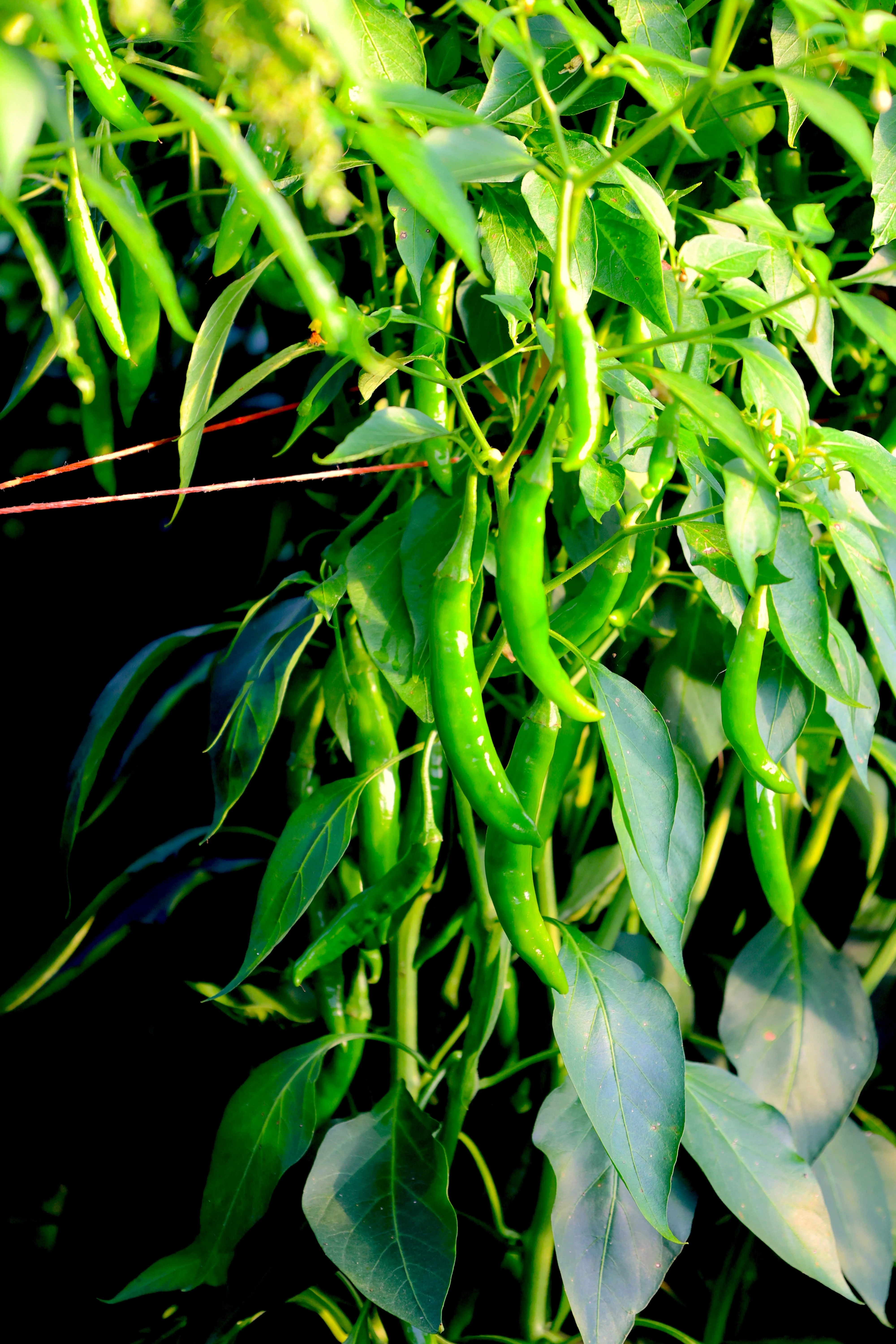Peppers