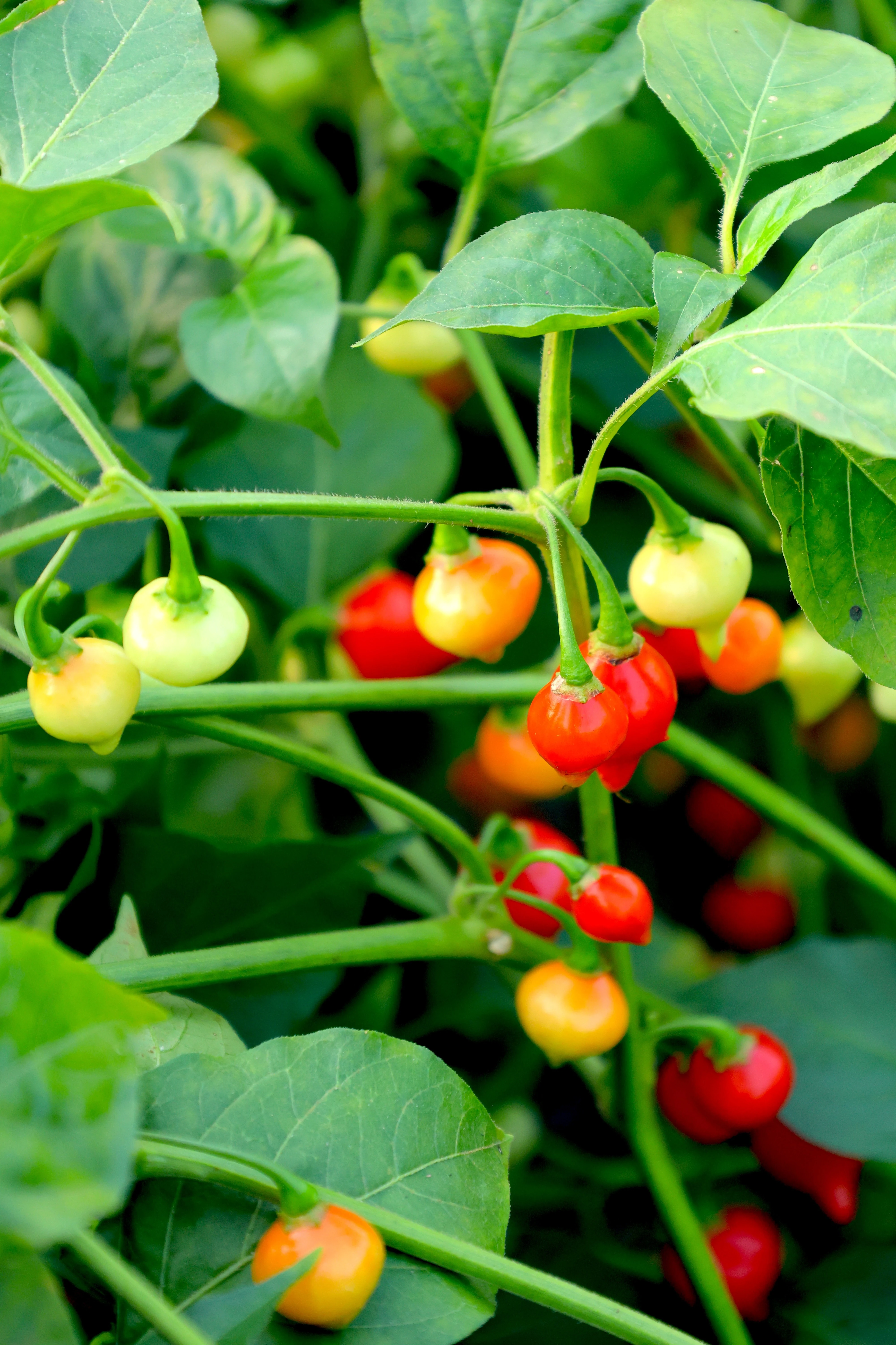 Peppers