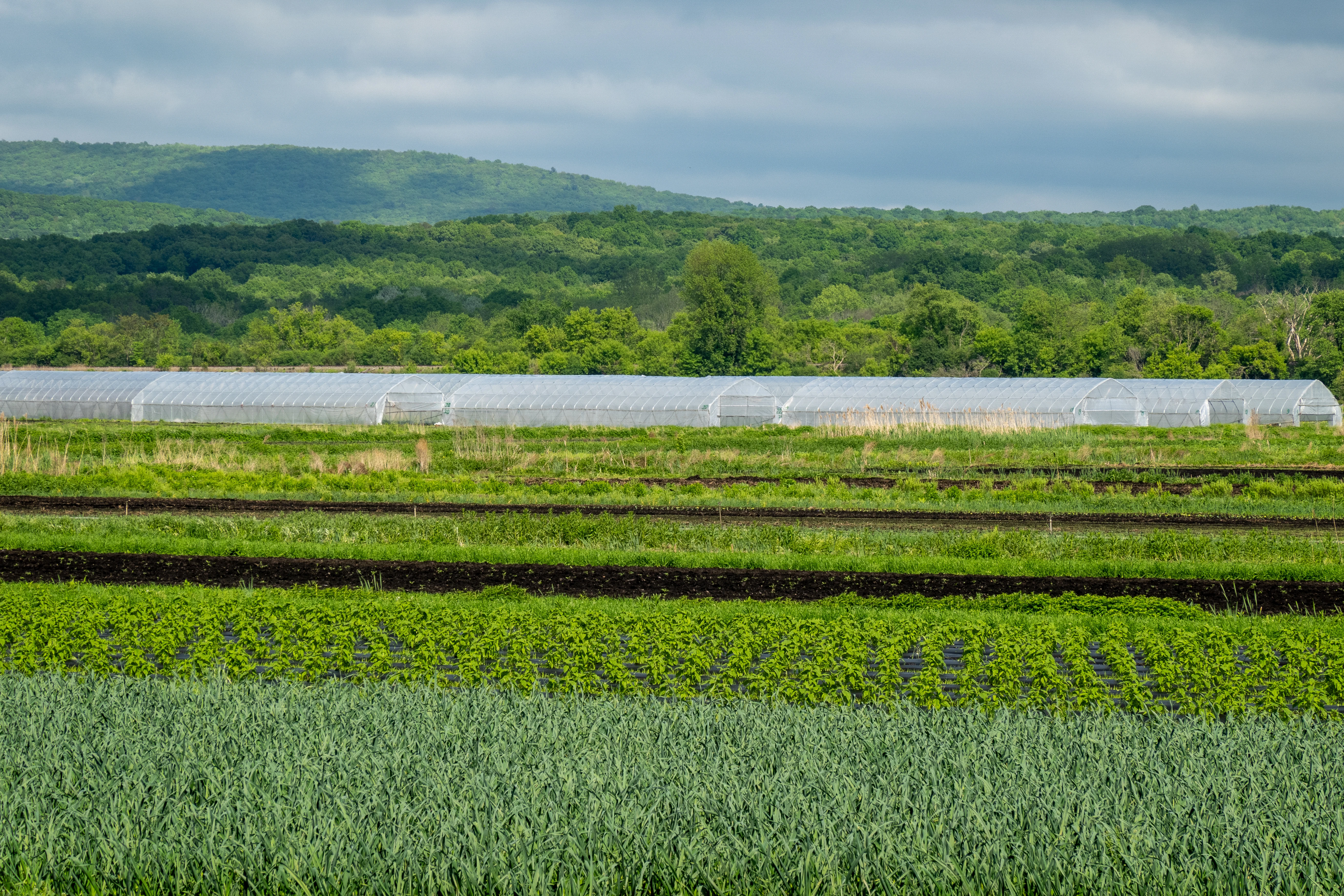 Halal Pastures farmland