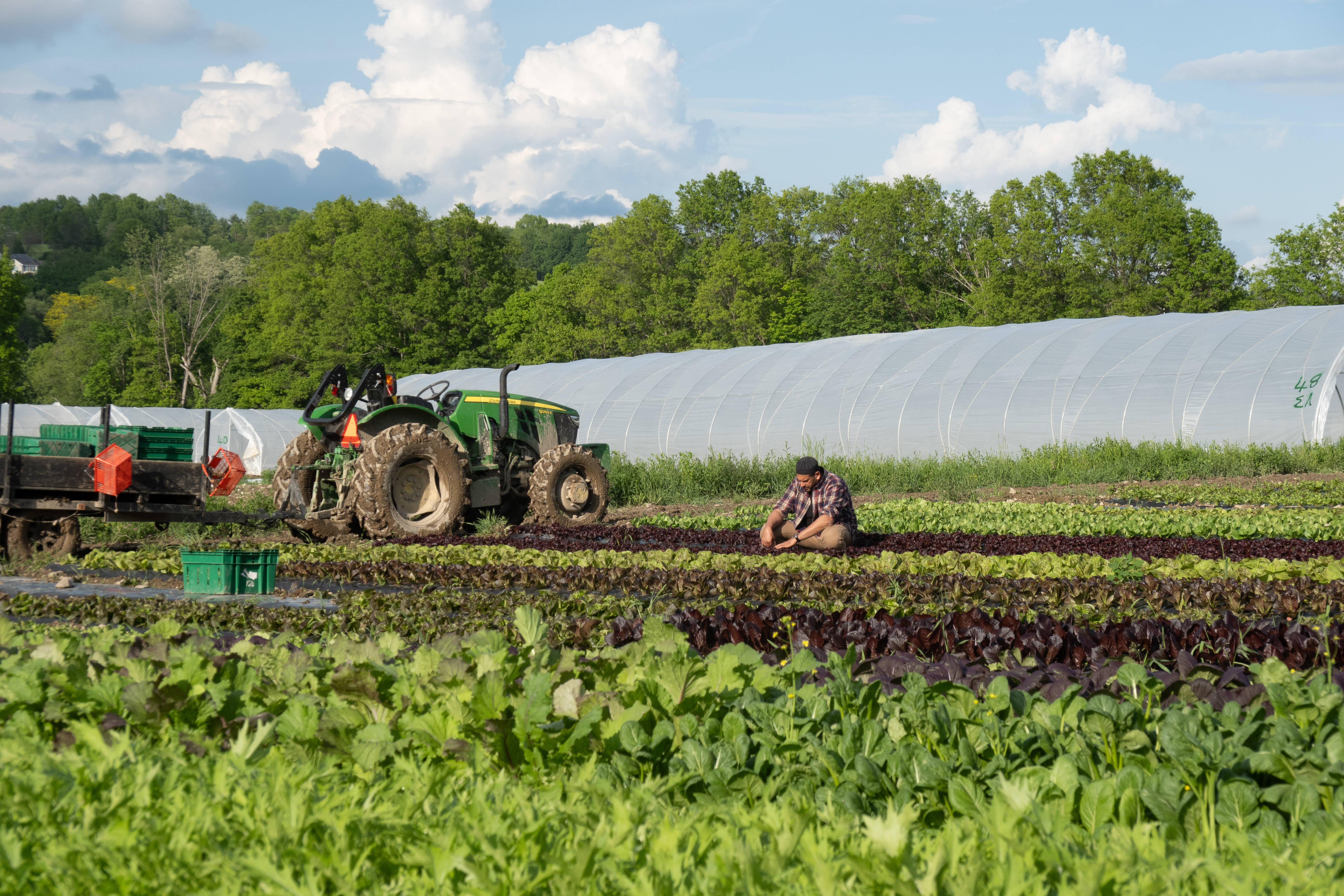Harvest day at Halal Pastures