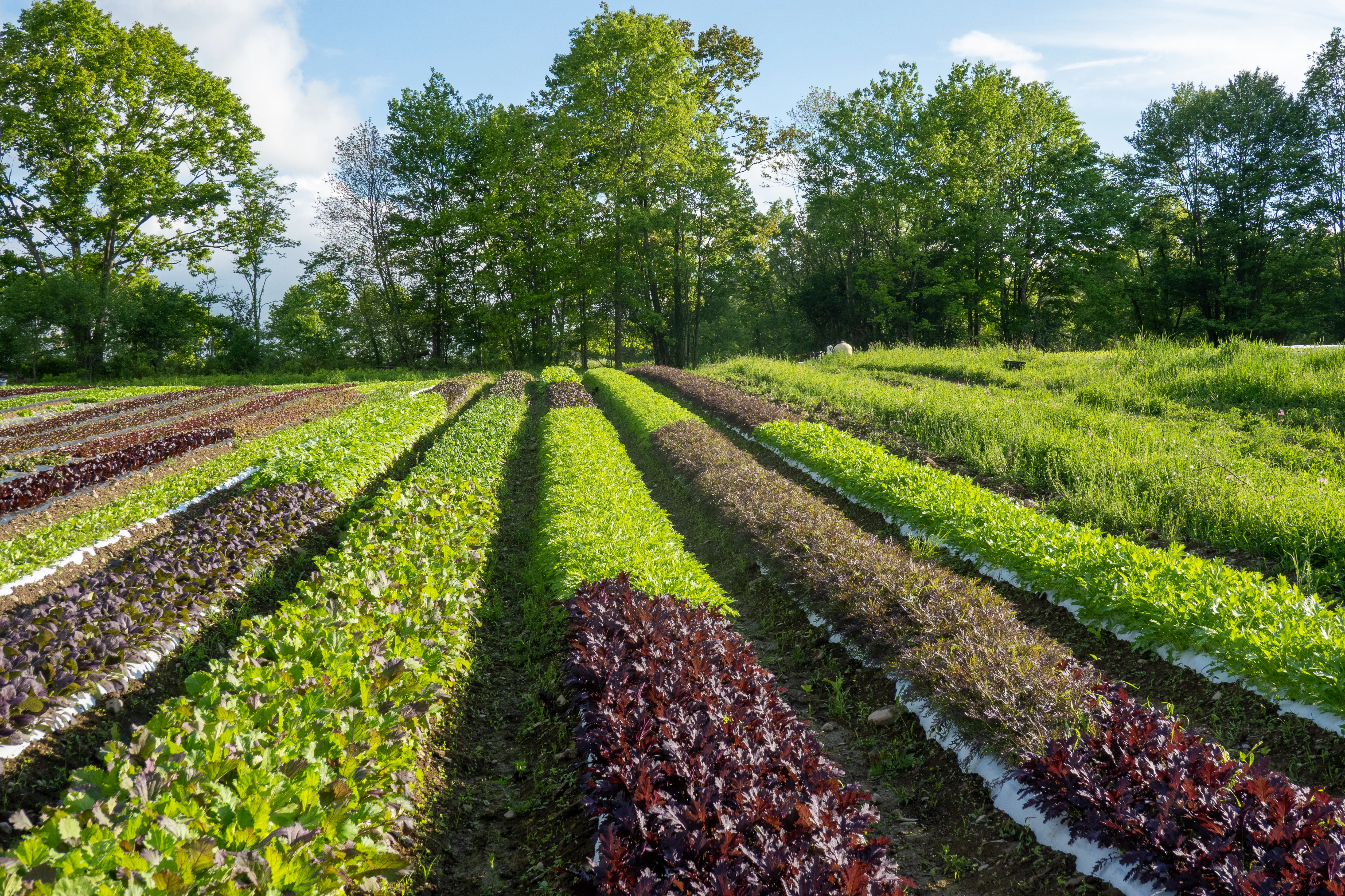Fields at Halal Pastures