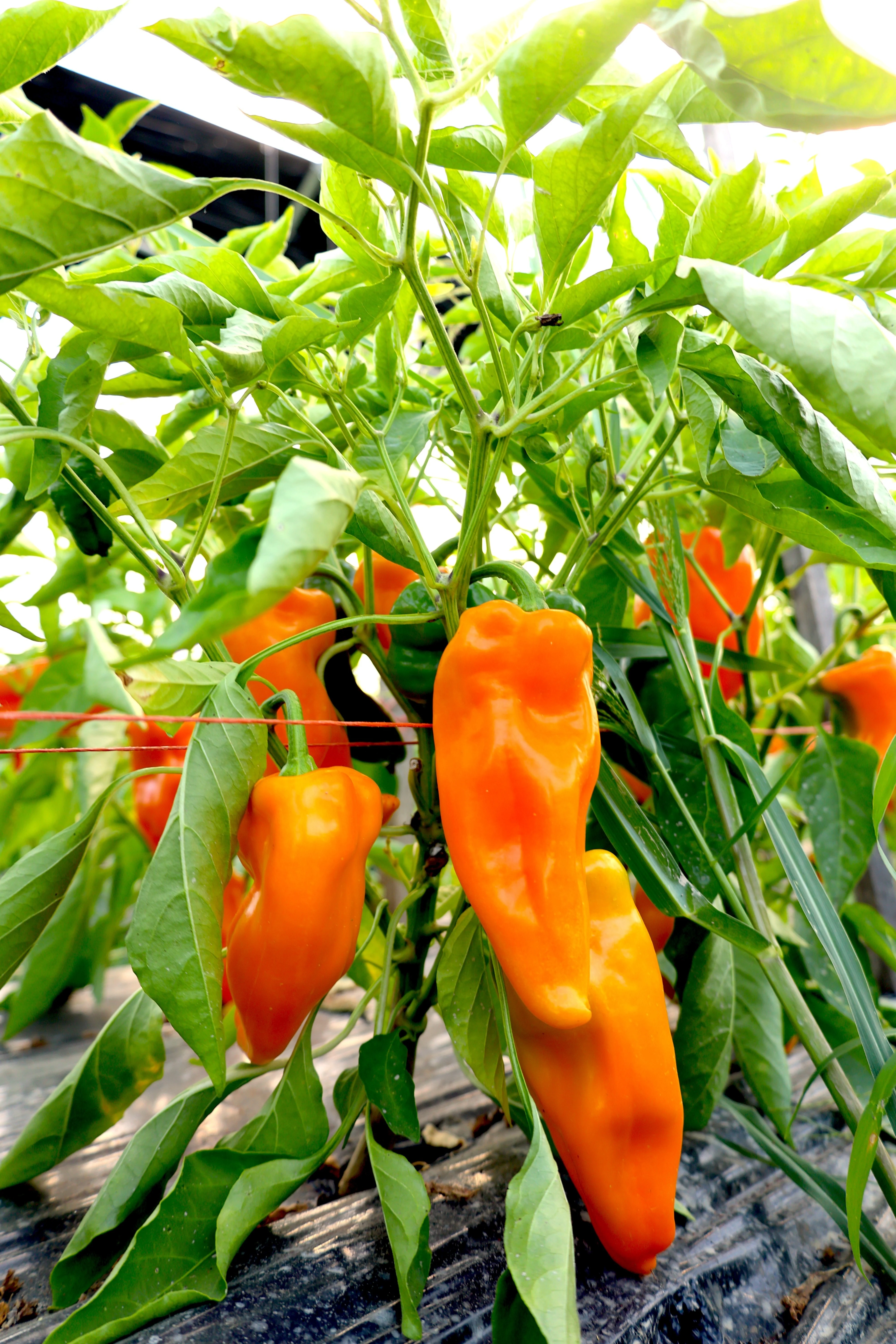 Peppers
