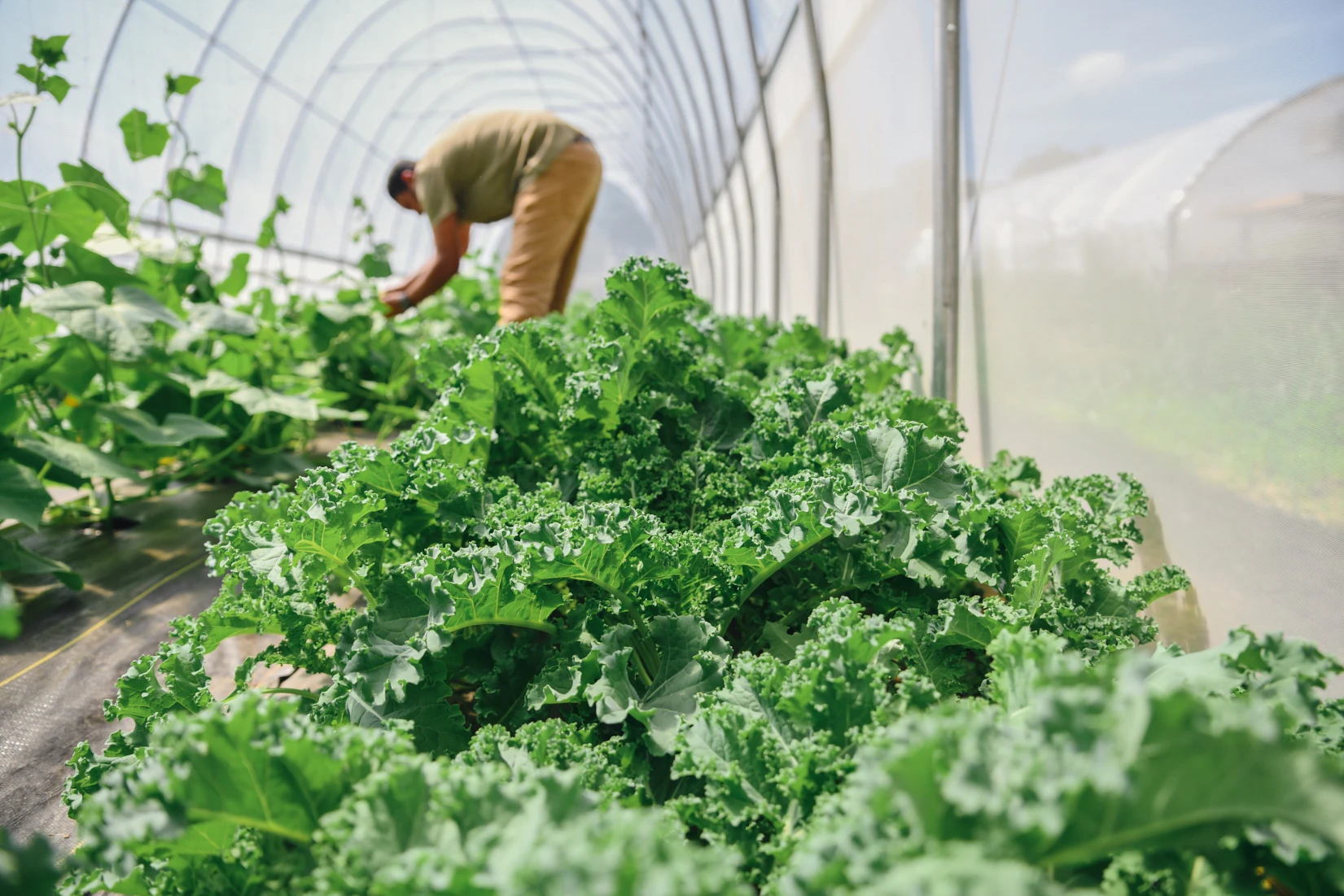 Fresh greens from Halal Pastures