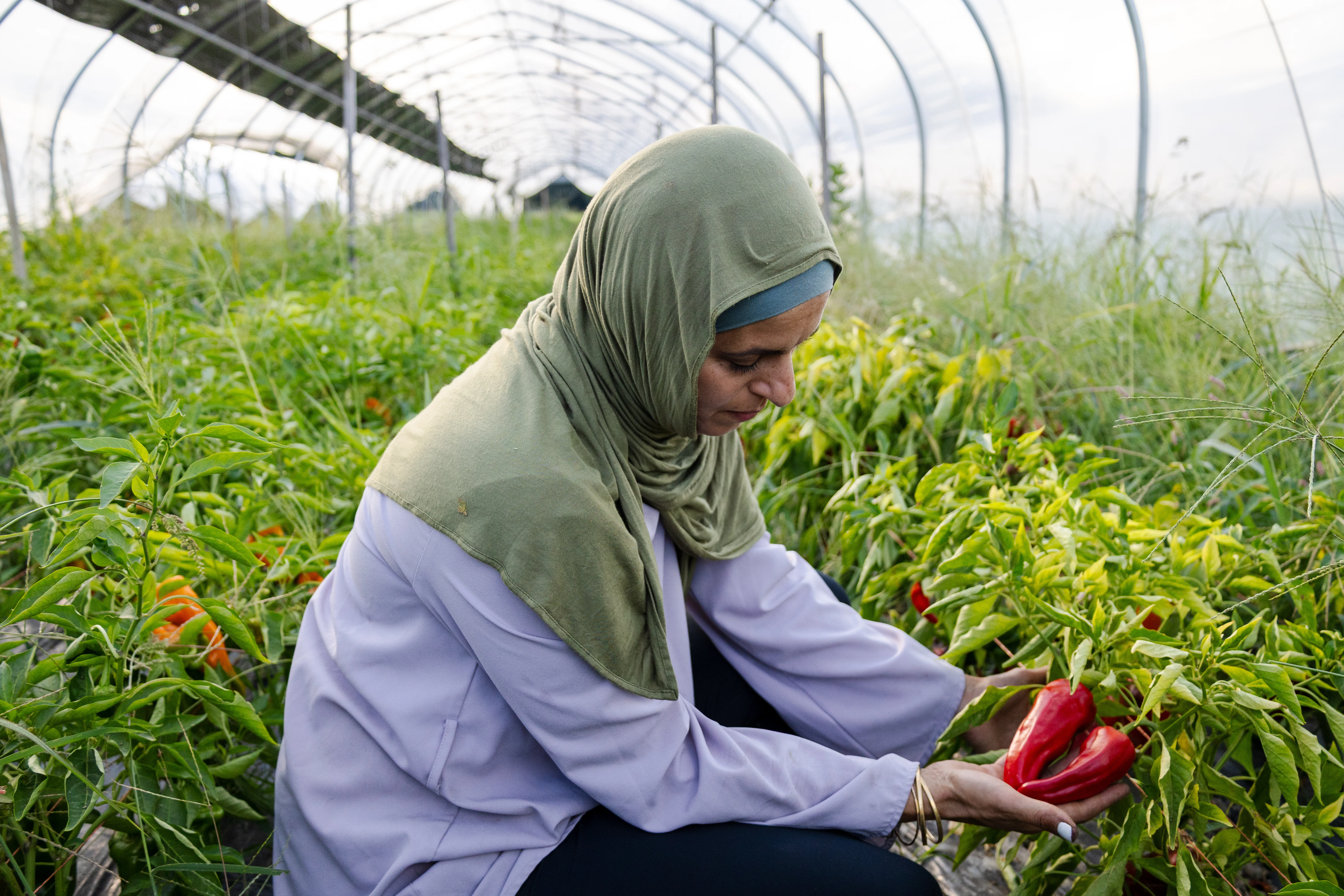 Life at Halal Pastures