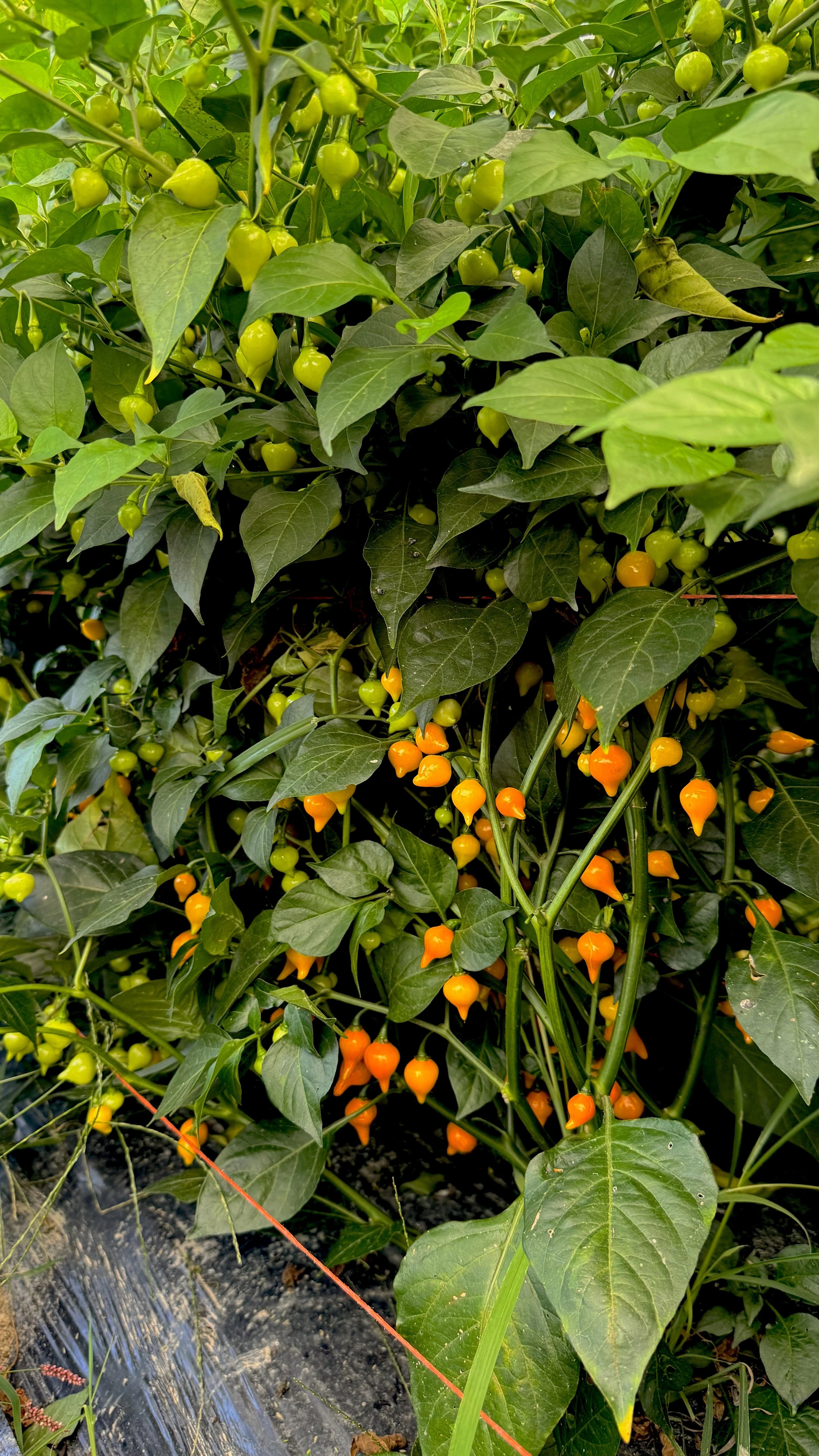 Peppers