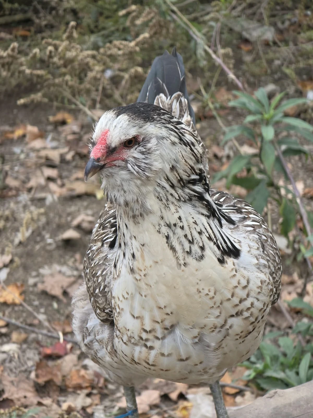 Halal Pastures chicken farm