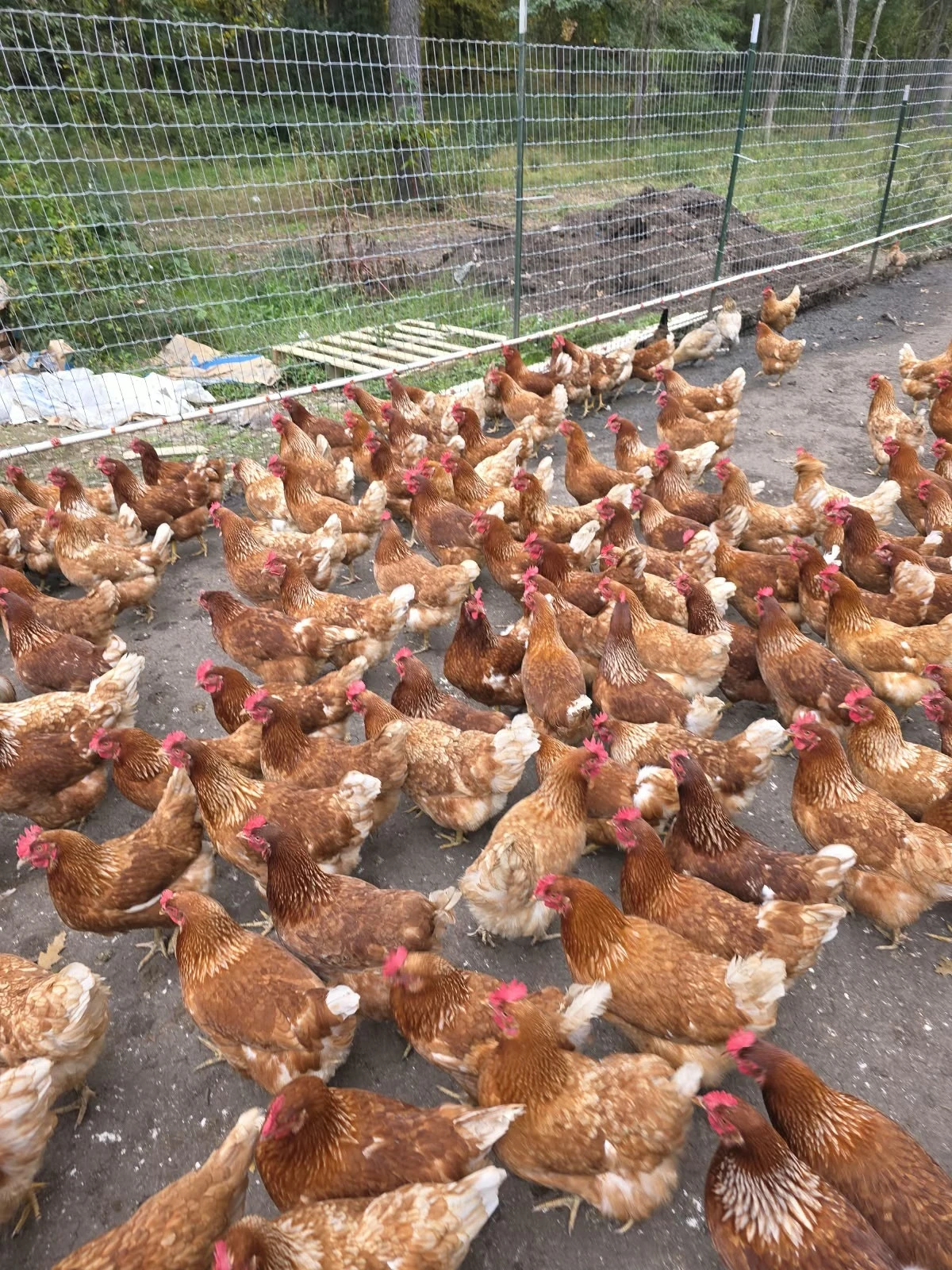 Chickens on pasture at Halal Pastures