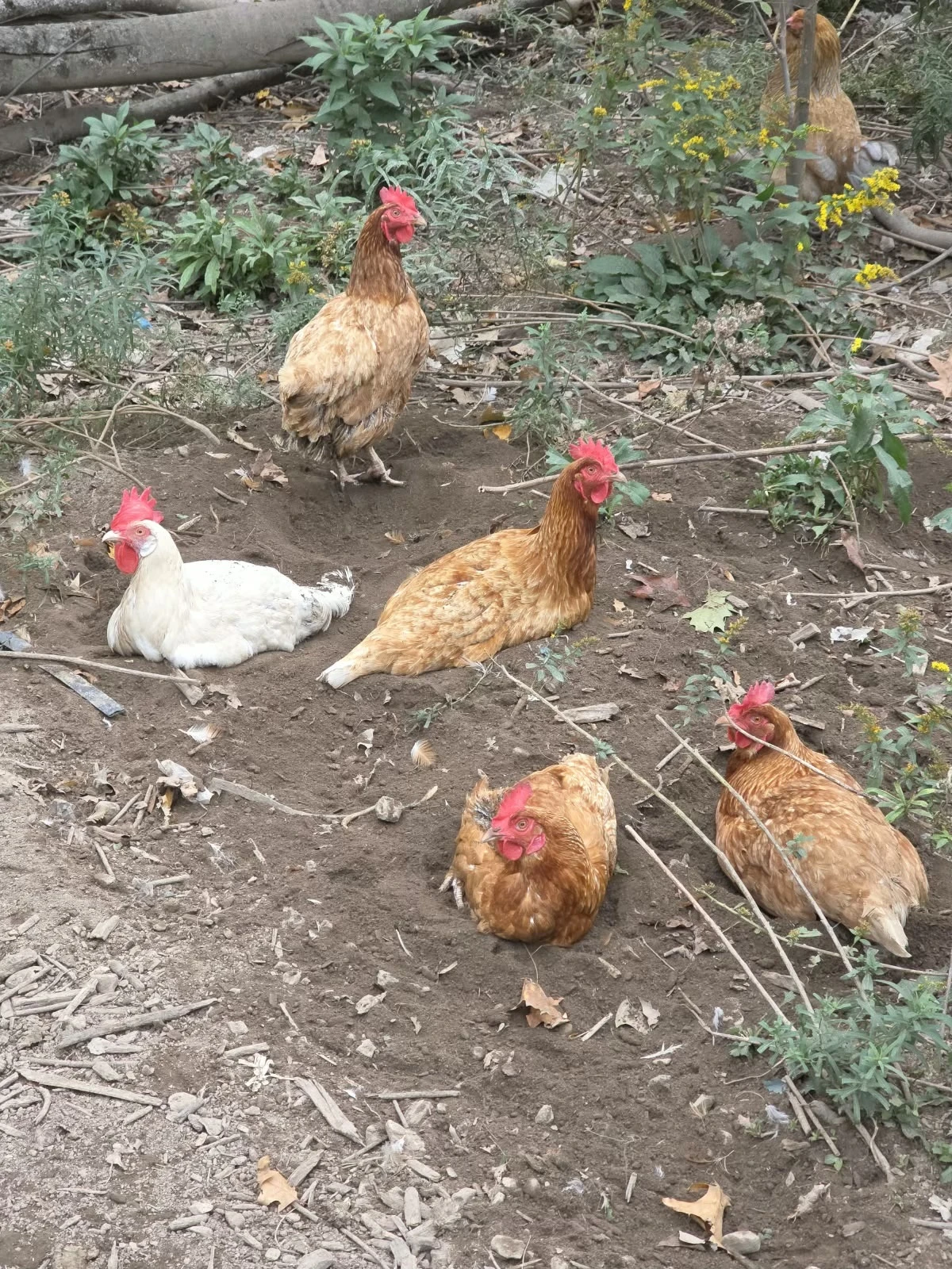 Chickens at Halal Pastures