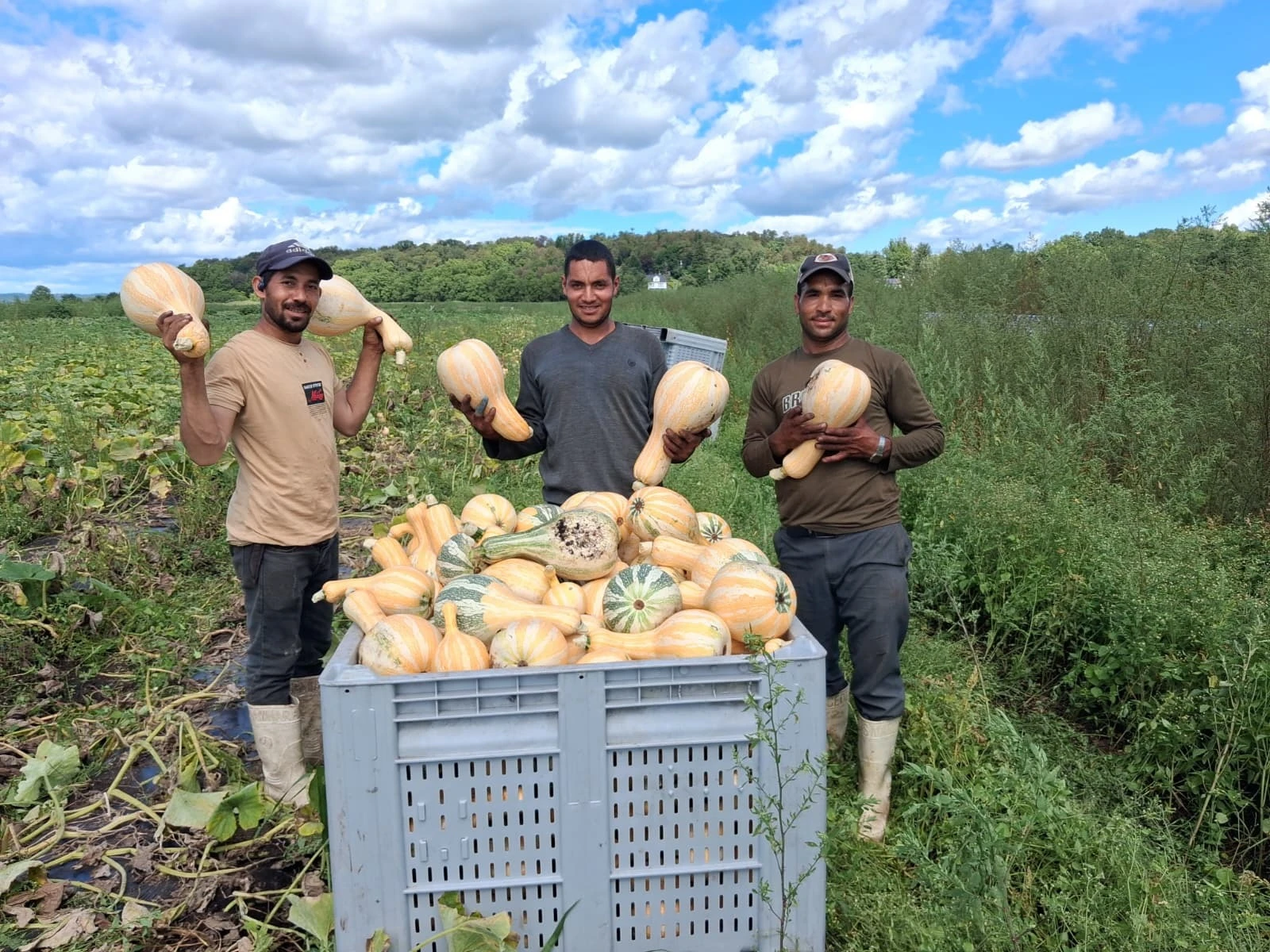 Different winter squash varieties