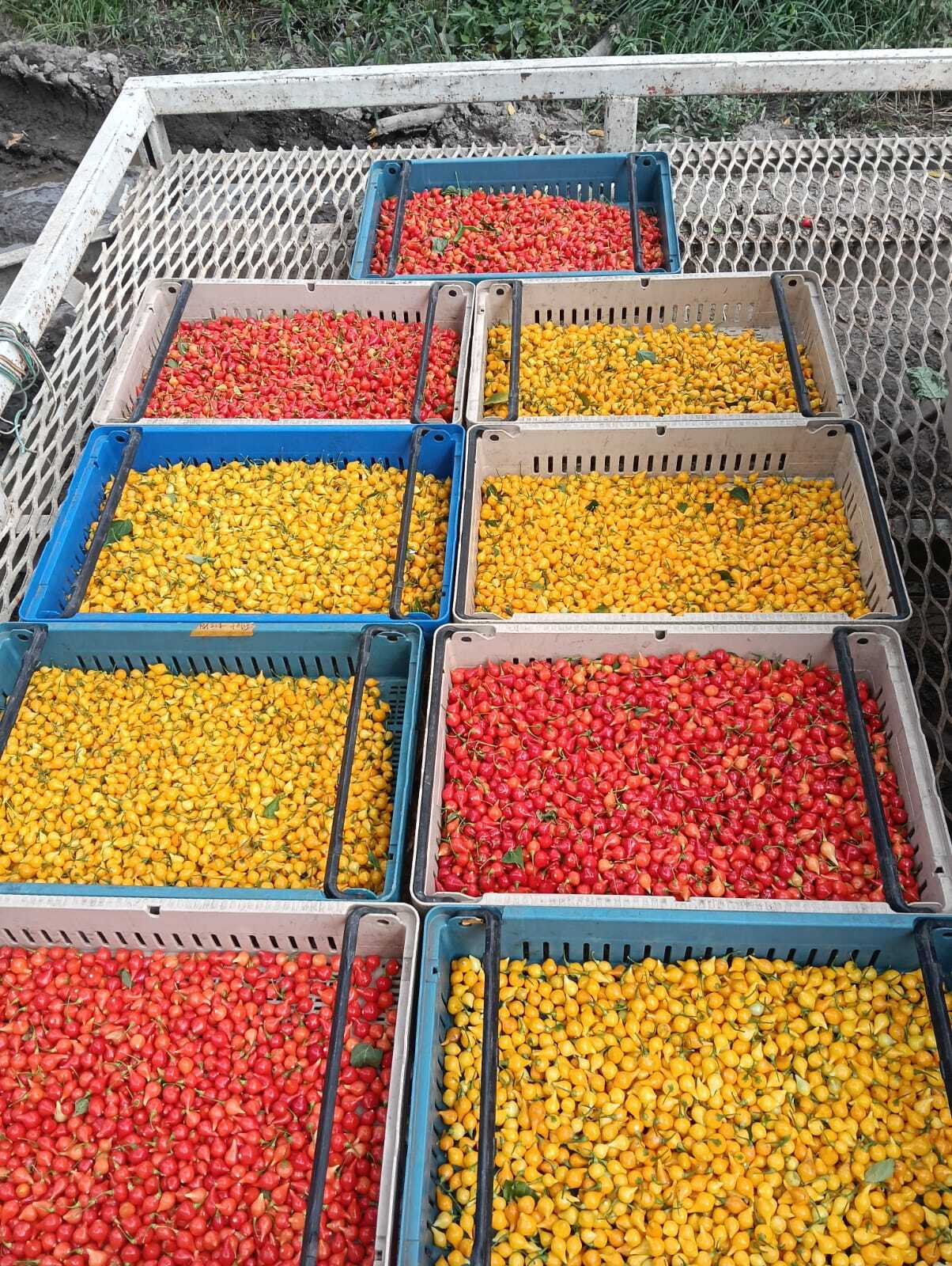 Peppers