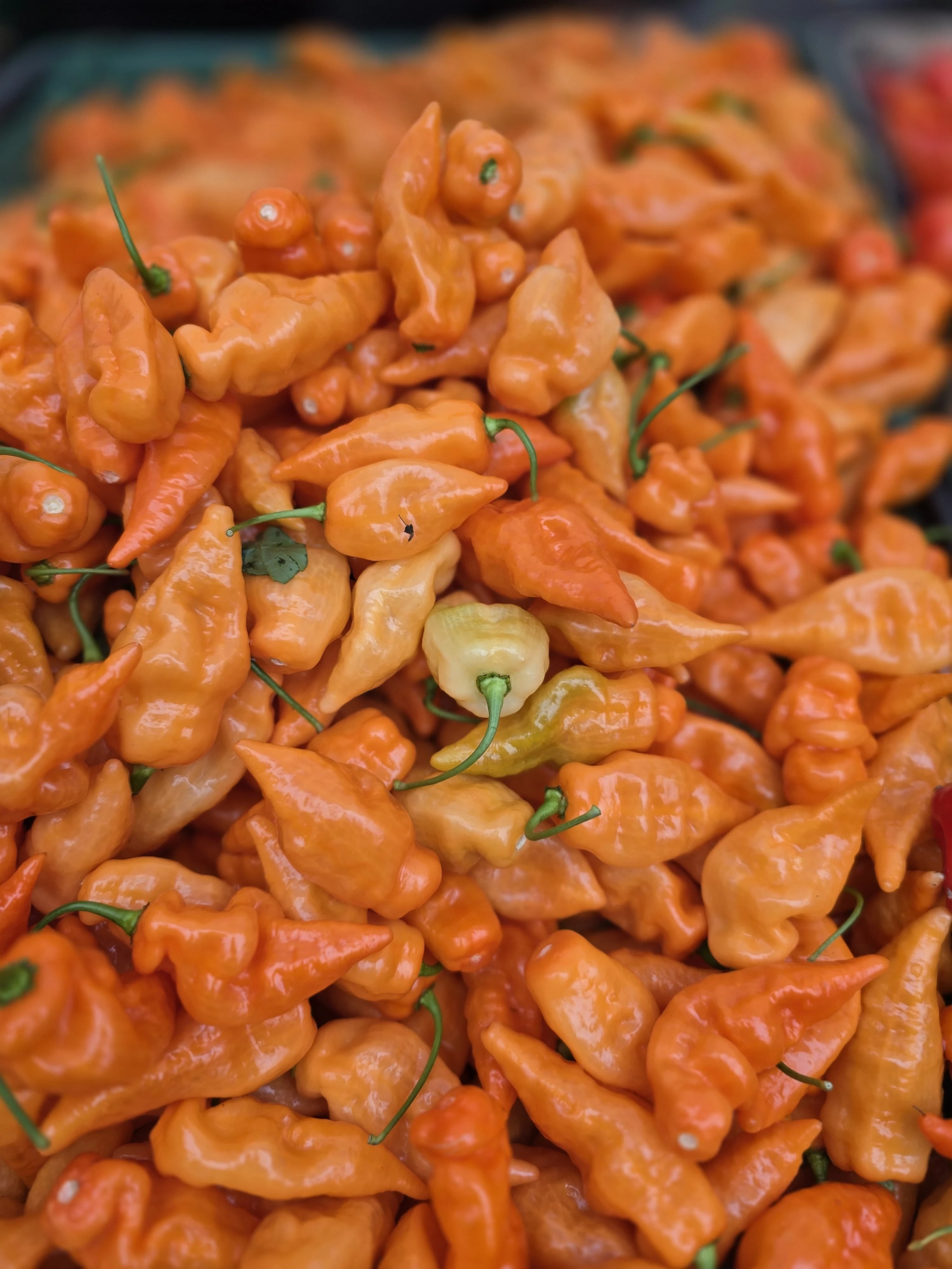 Peppers