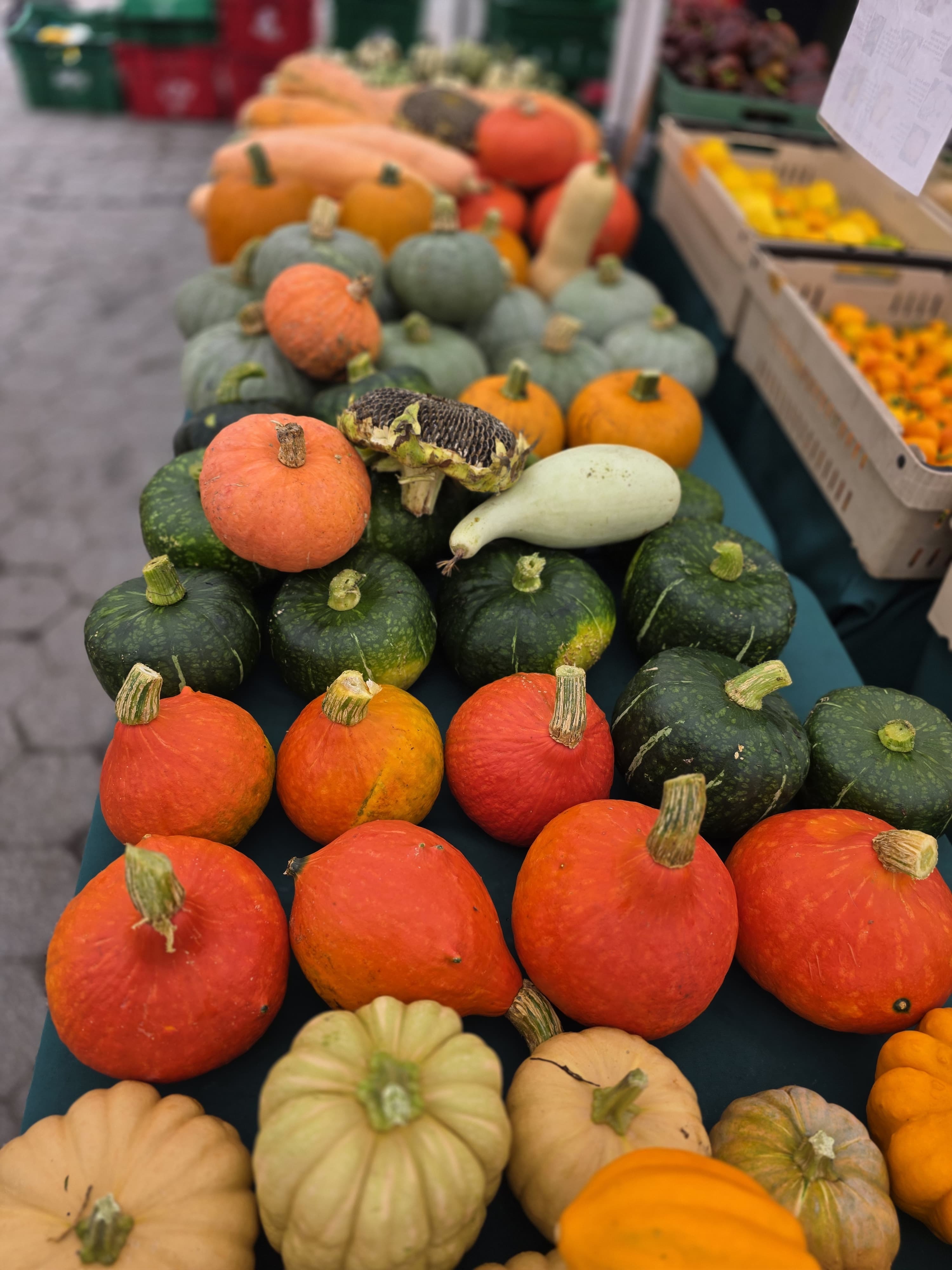 Winter squash growing in the field