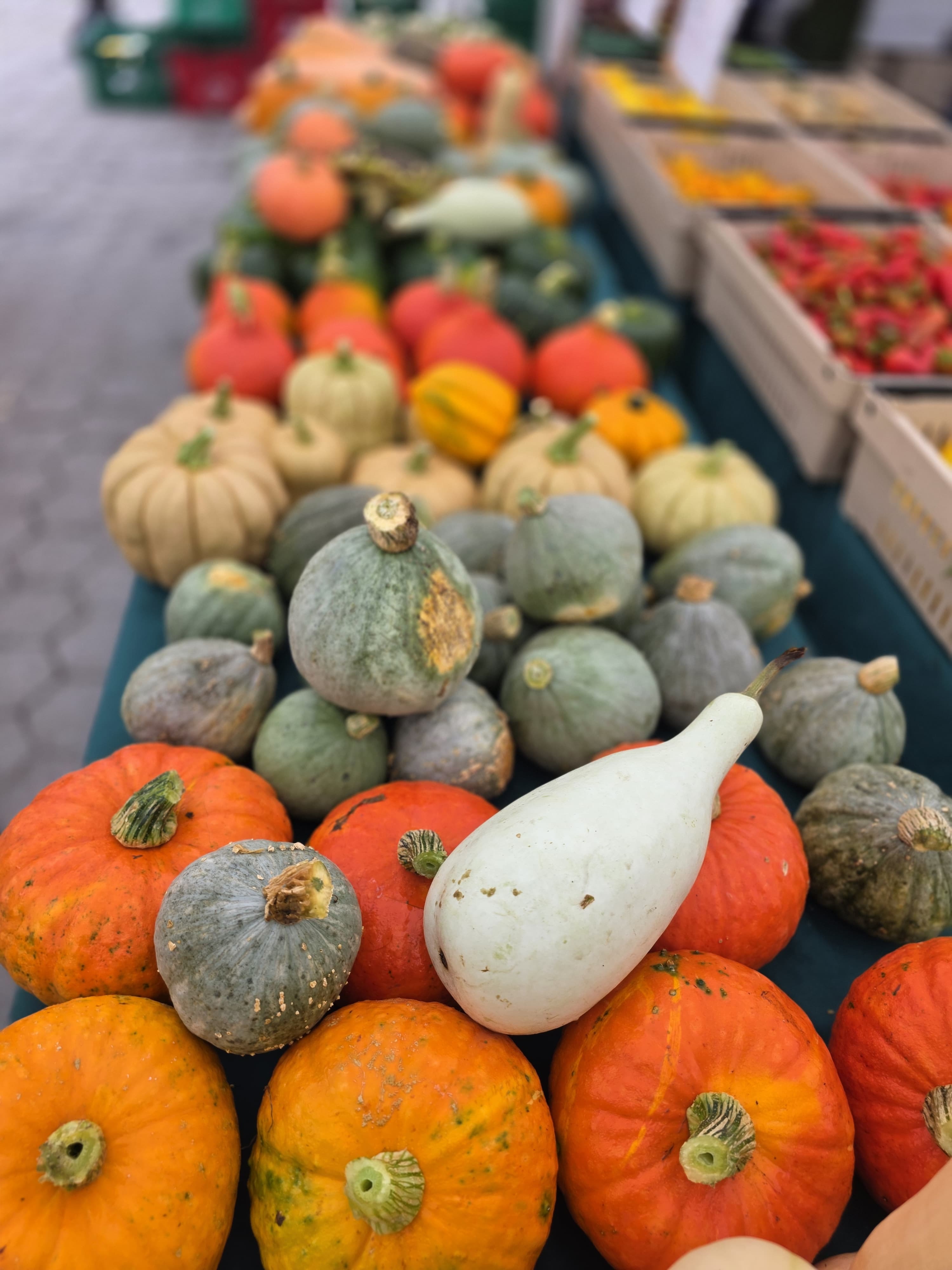 Winter squash growing in the field