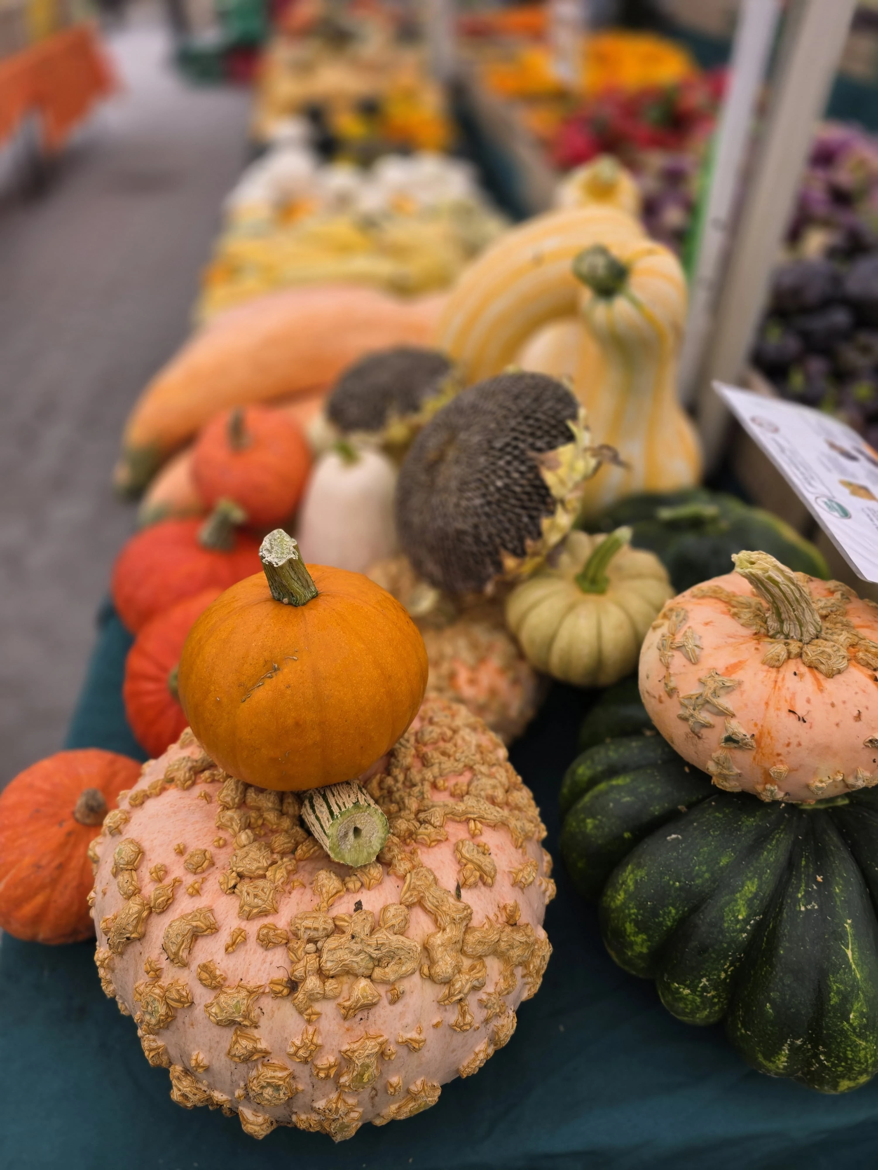 Winter squash from Halal Pastures