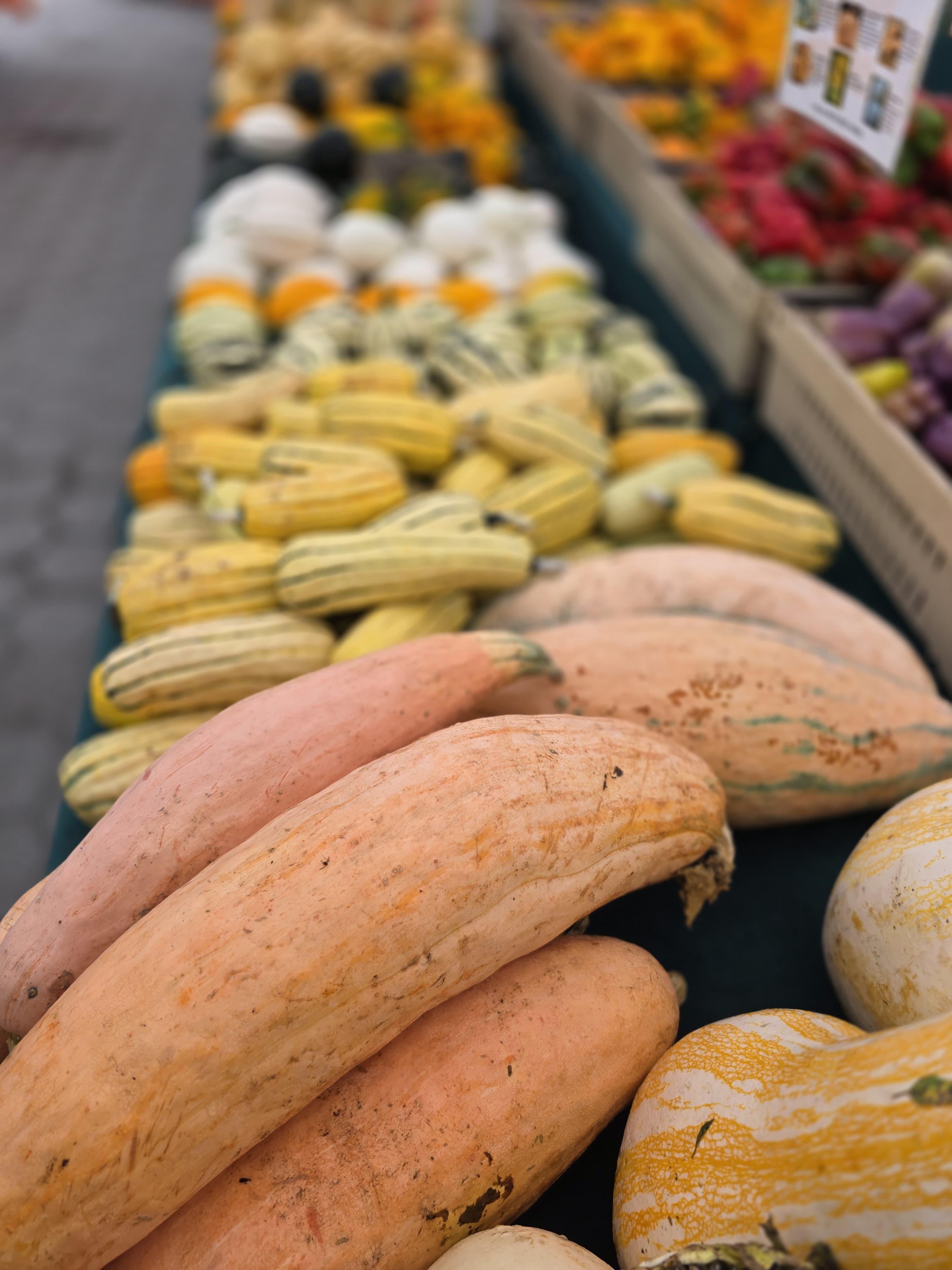 Winter squash growing in the field