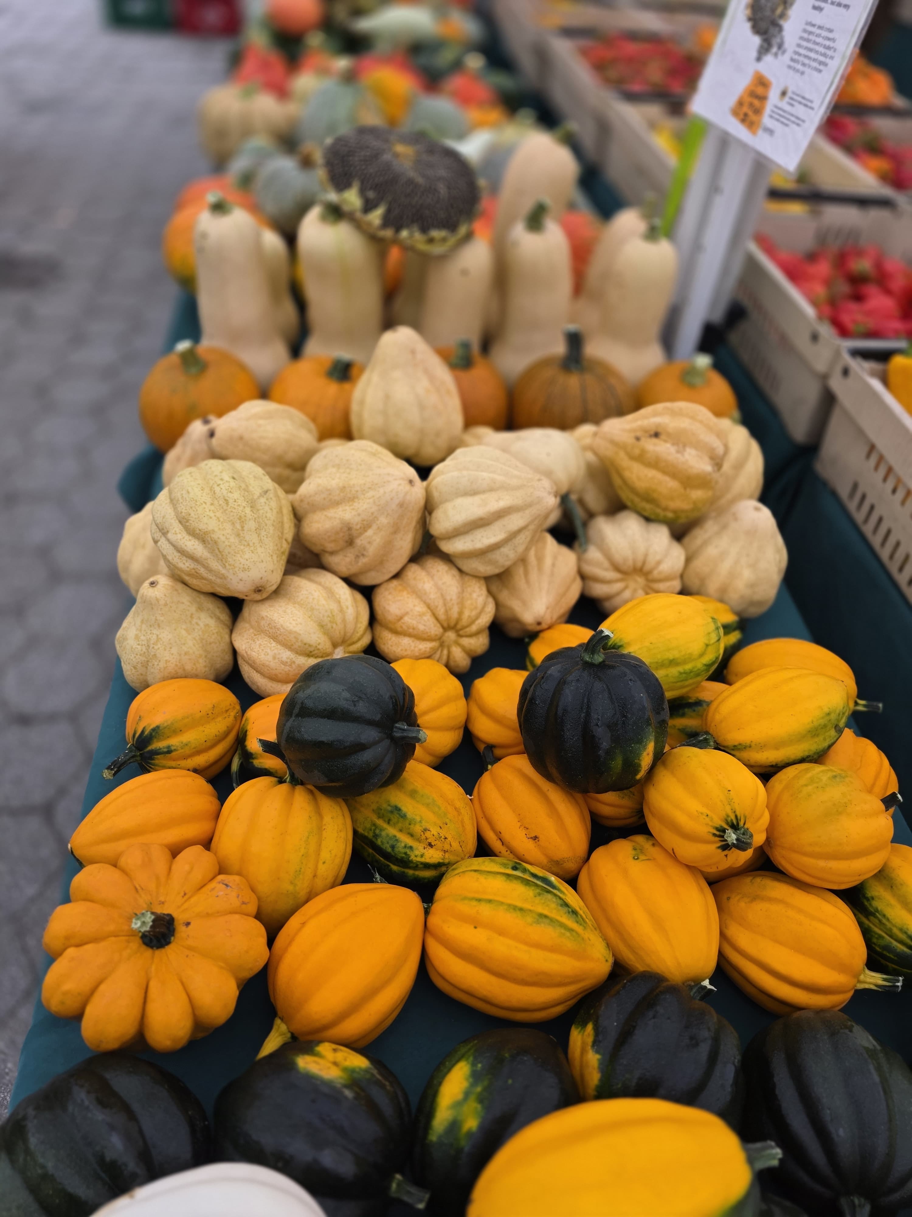 Winter squash growing in the field