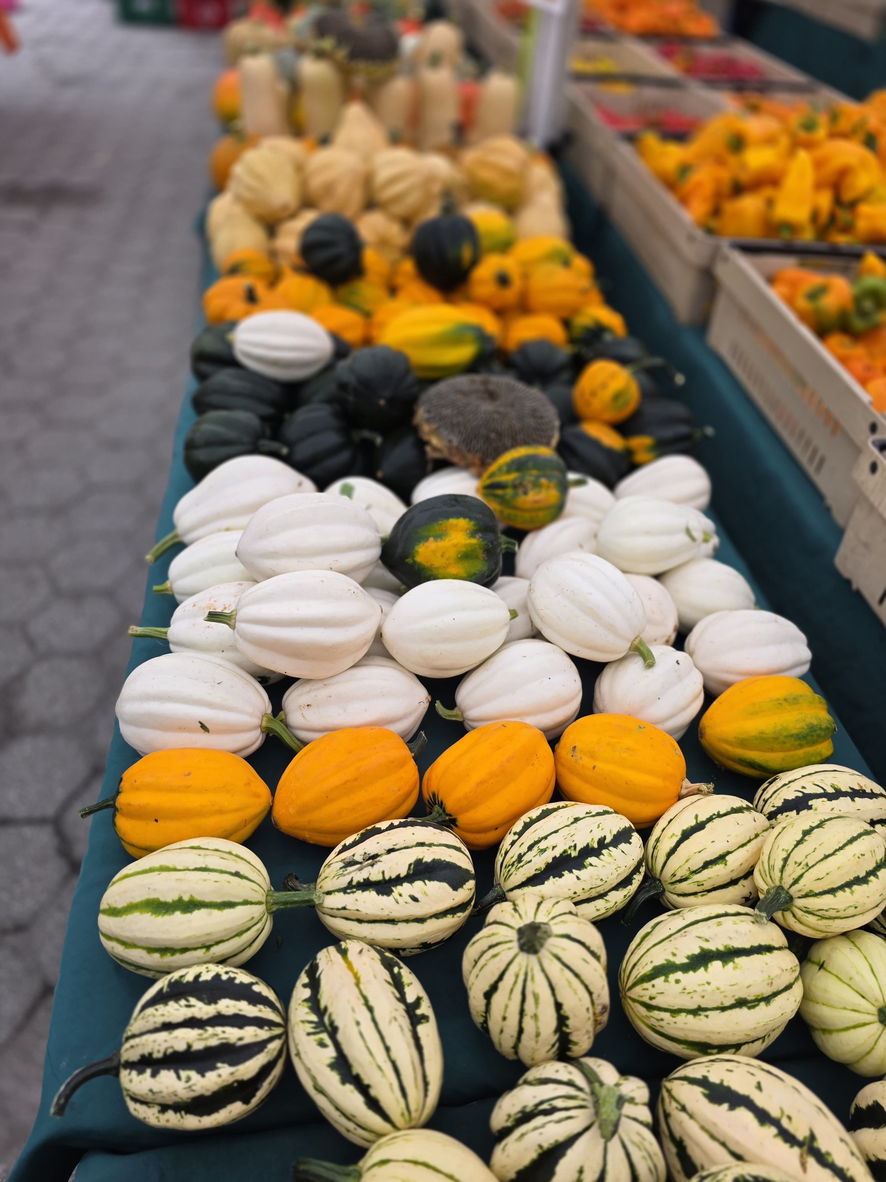 Winter squash growing in the field