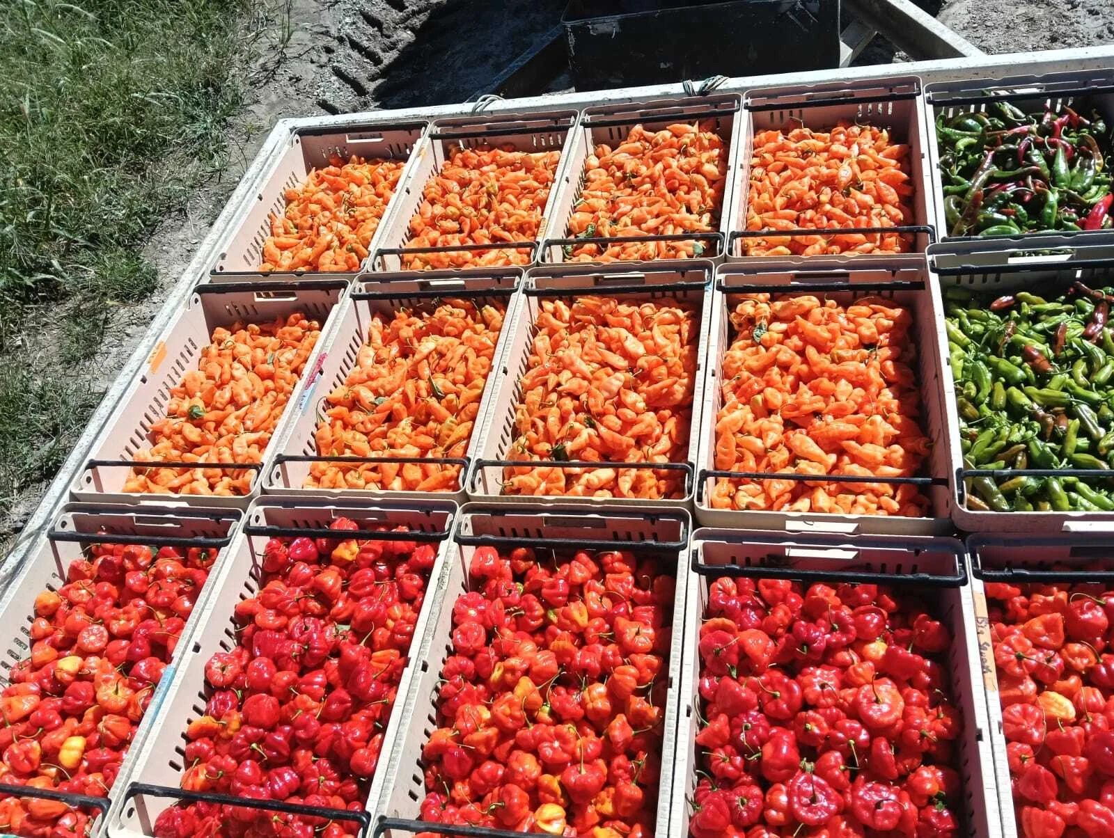 Peppers