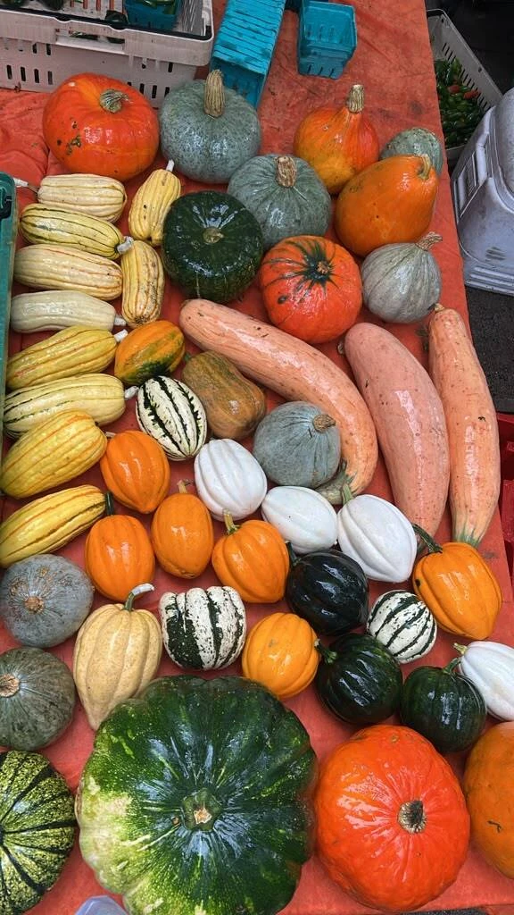 Winter squash growing in the field