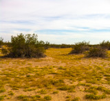 Desert In Bloom