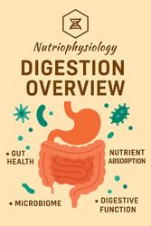 Digestion Overview