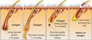 Relationship Between Hair And Gut Bacteria