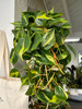 Philodendron Brasil