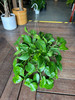 Golden Pothos XL