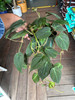 Philodendron Micans