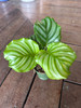 Calathea Orbifolia