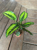 Calathea Beauty Star