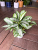 Aglaonema Silver Bay