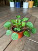 Peperomia Rana Verde
