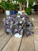 Oxalis Triangularis