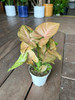 Strawberry Cream Syngonium