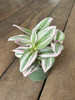 Tradescantia Nanouk