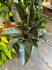 Philodendron Red Congo 