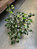 Ficus Benjamina Midnight