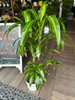 Dracaena Hawaiian Cane