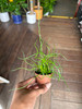 Juncus Spiral