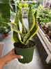 Sansevieria Twist