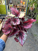 Begonia Rex