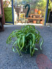 Curly Bonnie Spider Plant