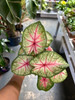 Caladium